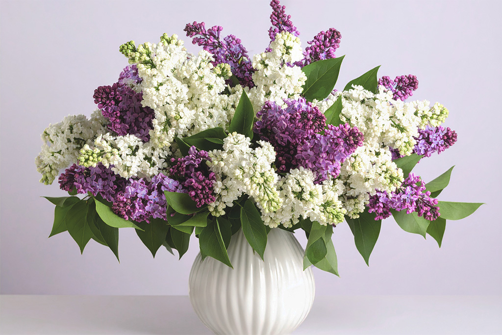 Strauß aus weißem und lilafarbenem Flieder