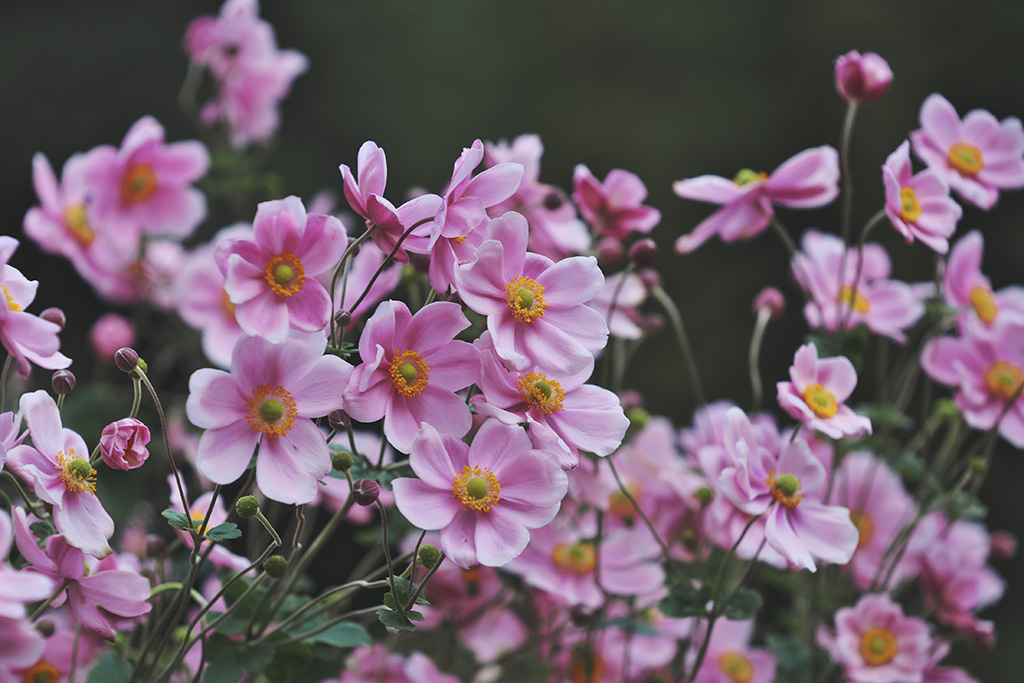 Rosafarbene Herbstanemonen