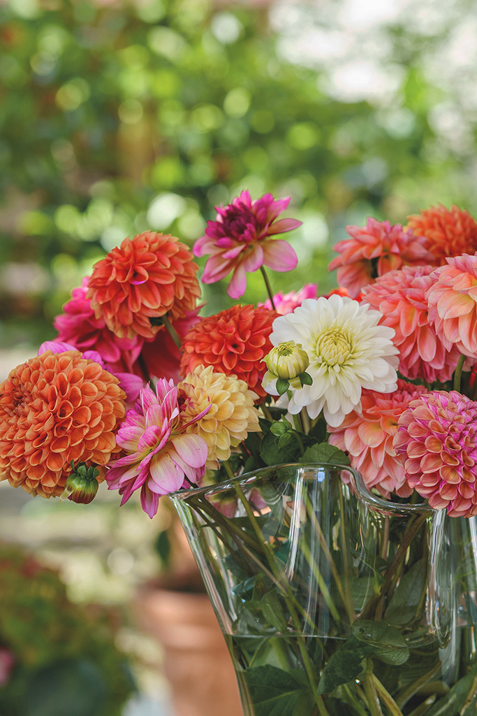 Bunte Dahlien in einer Vase